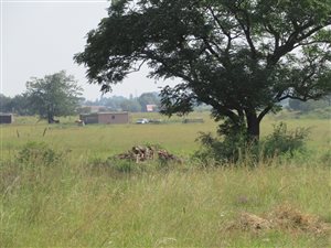 2.4 ha Farm in Rosashof