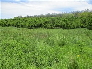 473 ha Farm in Ixopo