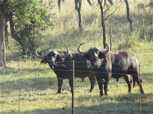 Game Farm in Thabazimbi