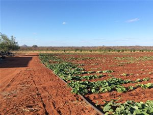 261 ha Farm in Musina
