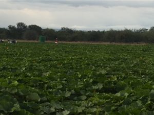 261 ha Farm in Musina