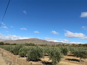 8.8 ha Farm in Prince Albert
