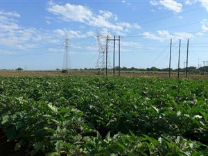 17.3 ha Farm in Komatipoort