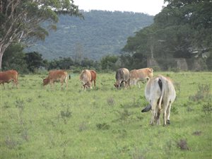 206 ha Farm in Macleantown