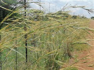 21 ha Farm in Dinokeng