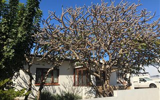3 Bedroom House in Mossel Bay Central