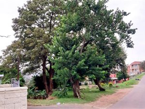 3 Bed House in Caneside