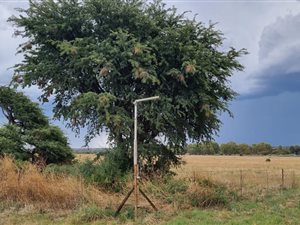 128 ha Farm in Schweizer Reyneke