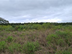4.6 ha Land available in White River