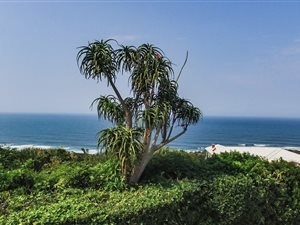 5 Bed House in Zinkwazi Beach