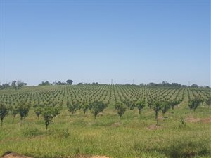 257 ha Farm in Port Shepstone