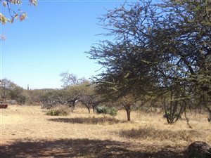 4 ha Farm in Ivydale