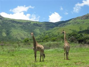 1000 m² Land available in Machadodorp