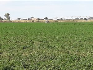 100 ha Farm in Jacobsdal