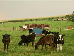 910 ha Farm in Underberg