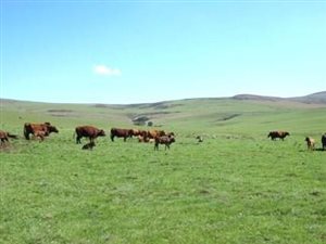 910 ha Farm in Underberg