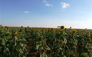 252 ha Farm in Roedtan