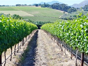 10 ha Farm in Stellenbosch Central