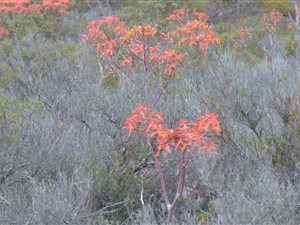 466 ha Farm in Ladismith