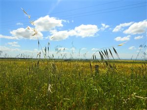 2 ha Farm in Darling