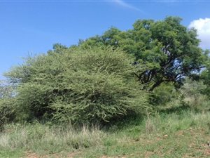 1035 m² Land available in Hartbeesfontein