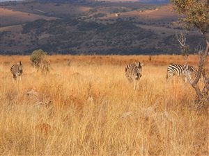 46 ha Farm in Lanseria and surrounds