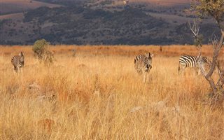 46 ha Farm in Lanseria and surrounds