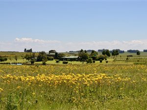 118 ha Farm in Dullstroom