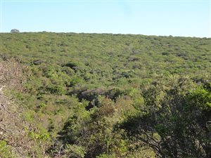 18.1 ha Land available in Kwelera