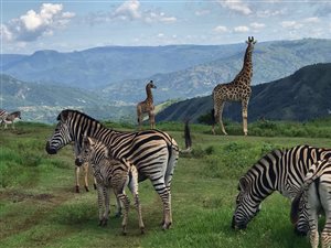 1842 m² Land available in Phezulu