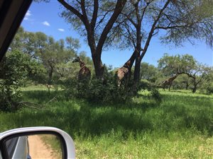 8899 m² Land available in Sabie Park