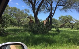 8899 m² Land available in Sabie Park