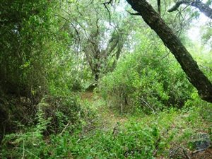 1500 m² Land available in Hoedspruit