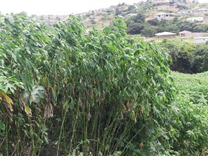 1725 m² Land available in Doon Heights