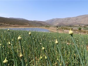 135 ha Farm in Barrydale