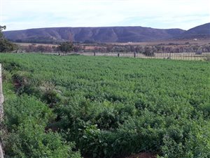 245 ha Farm in Vanwyksdorp