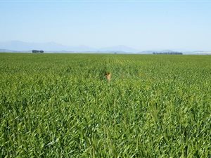 457 ha Farm in Moorreesburg
