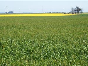 457 ha Farm in Moorreesburg
