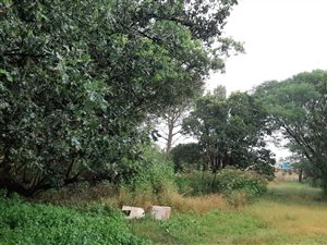 2 ha Farm in Stefanopark