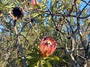 11.8 ha Farm in Plettenberg Bay Rural
