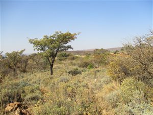 1200 m² Land available in Kameeldrift East