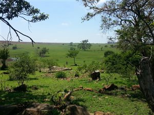 747 ha Farm in Greytown