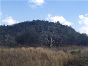 4 ha Land available in Tiegerpoort