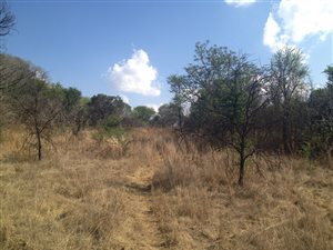 4 ha Land available in Tiegerpoort