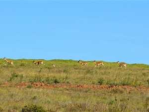 440 m² Land available in Hartenbos