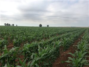 928 ha Farm in Winburg
