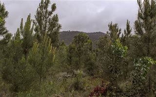641 m² Land available in Caledon