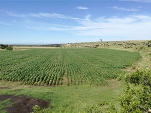 220 ha Farm in Utrecht