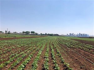 25 ha Farm in Glenvista