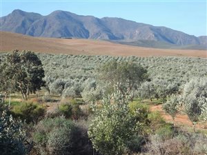 42.1 ha Farm in Robertson